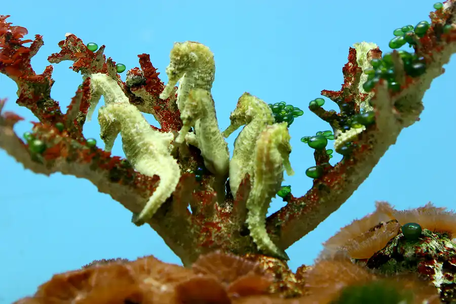 096 | 2006 | Stralsund | Meeresmuseum | © carsten riede fotografie