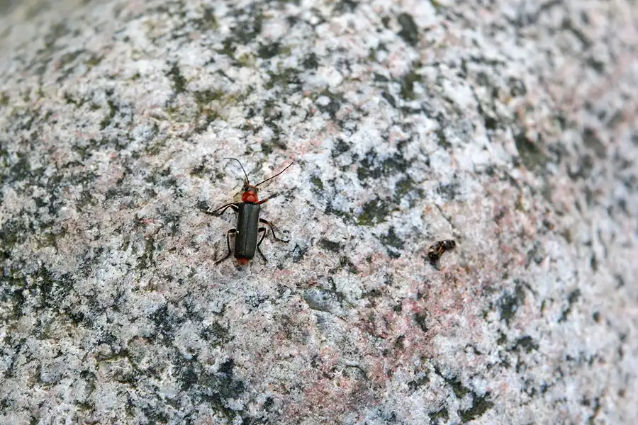 042 | 2006 | Stubbenkammer – Lohme | © carsten riede fotografie