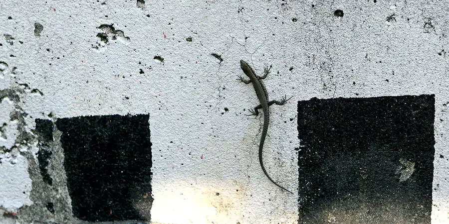 078 | 2006 | Monza | Autodromo Nazionale Monza | © carsten riede fotografie