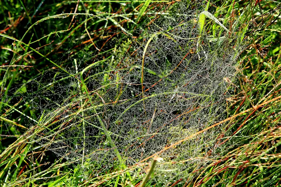 125 | 2006 | Hiddensee | © carsten riede fotografie