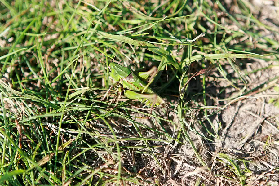 130 | 2006 | Hiddensee | © carsten riede fotografie