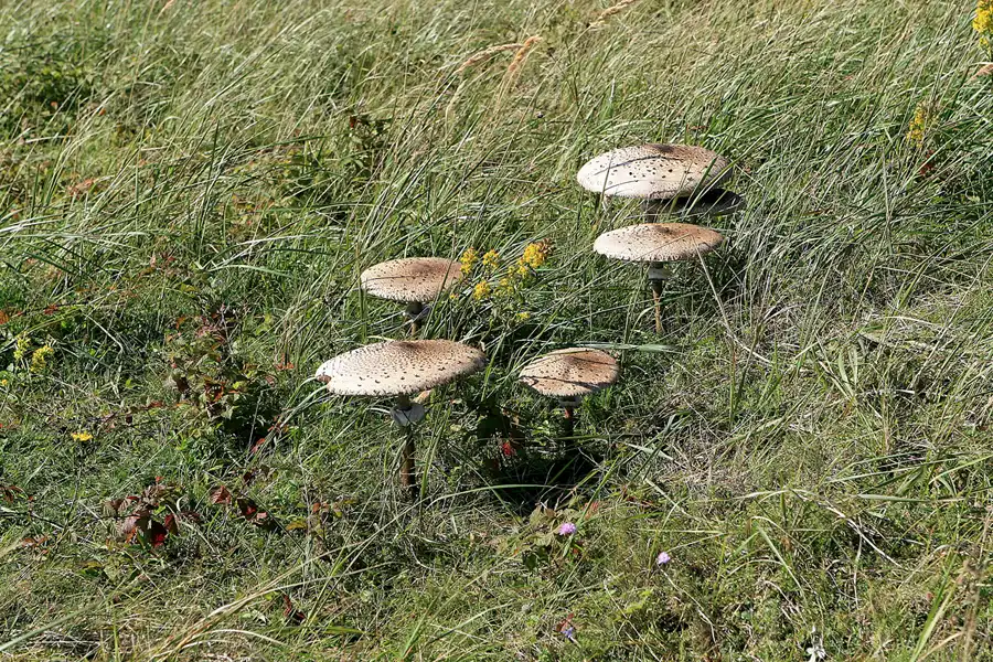 131 | 2006 | Hiddensee | © carsten riede fotografie