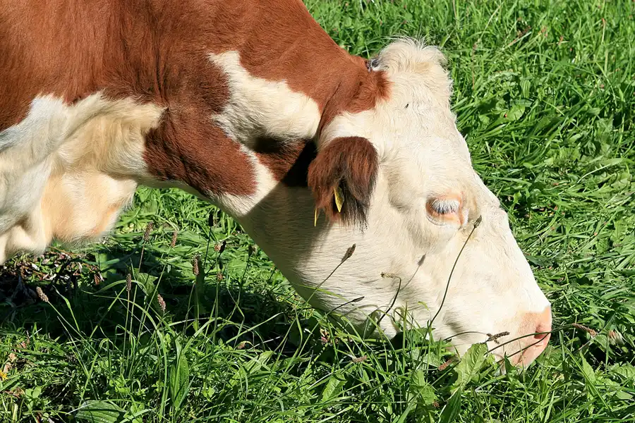 136 | 2006 | Hiddensee | © carsten riede fotografie