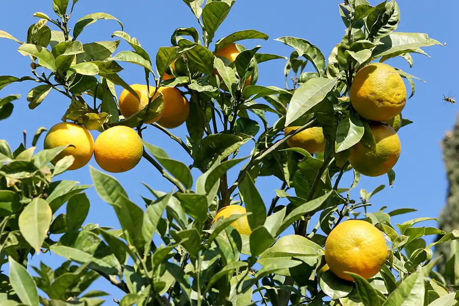 047 | 2006 | Barcelona | Castell de Montjuic | © carsten riede fotografie