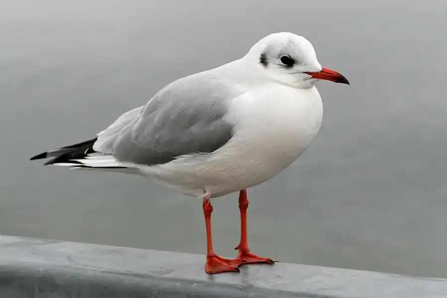 085 | 2006 | Travemünde | © carsten riede fotografie