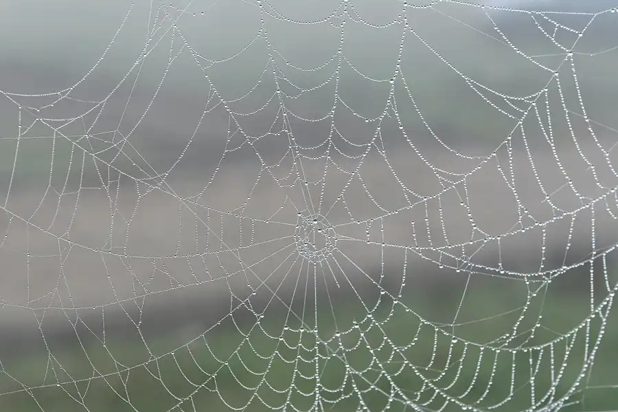 017 | 2007 | Bornos | © carsten riede fotografie