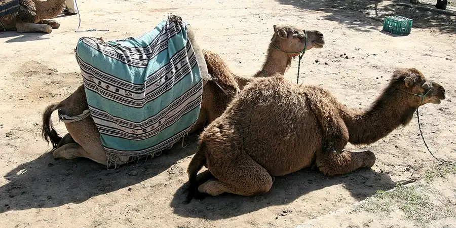 024 | 2007 | Tanger | © carsten riede fotografie