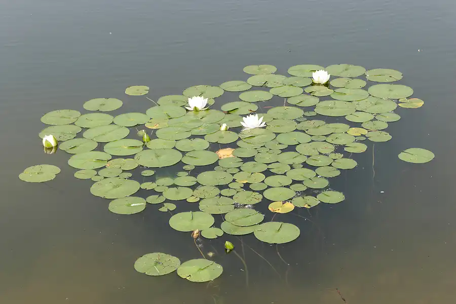 014 | 2007 | Berlin | Gärten der Welt im Erholungspark Marzahn | © carsten riede fotografie