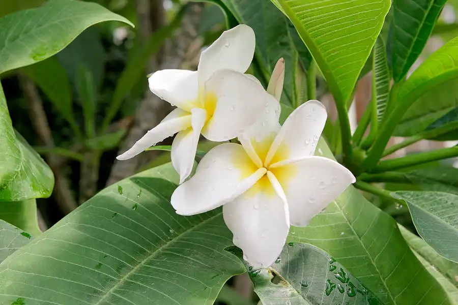 018 | 2007 | Berlin | Gärten der Welt im Erholungspark Marzahn | © carsten riede fotografie
