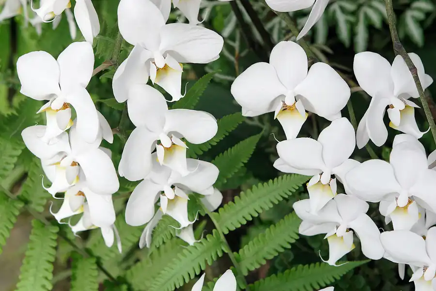 019 | 2007 | Berlin | Gärten der Welt im Erholungspark Marzahn | © carsten riede fotografie