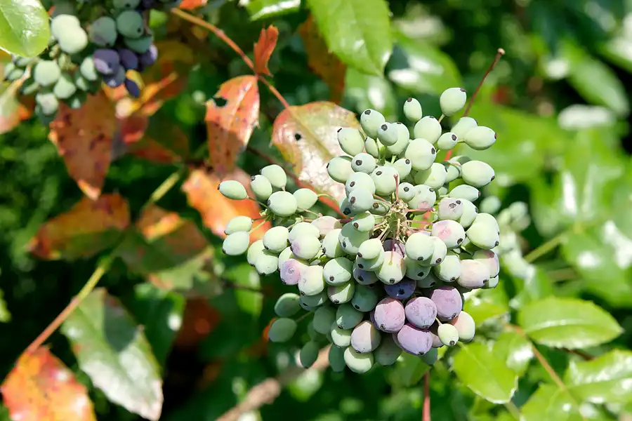 043 | 2007 | Berlin | Gärten der Welt im Erholungspark Marzahn | © carsten riede fotografie