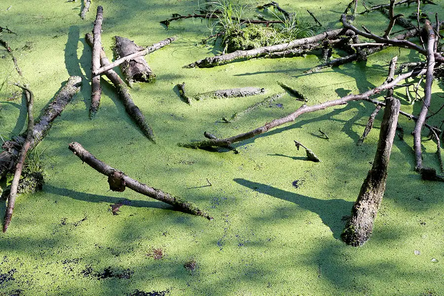 100 | 2007 | Rund um den Herthasee | © carsten riede fotografie