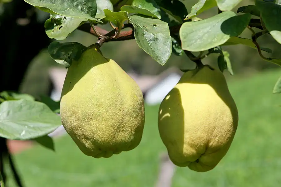 007 | 2007 | Betlis | © carsten riede fotografie