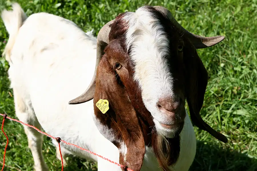 008 | 2007 | Betlis | © carsten riede fotografie