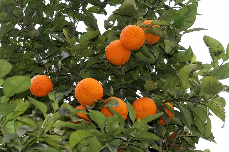 017 | 2008 | Mollet Del Valles | © carsten riede fotografie