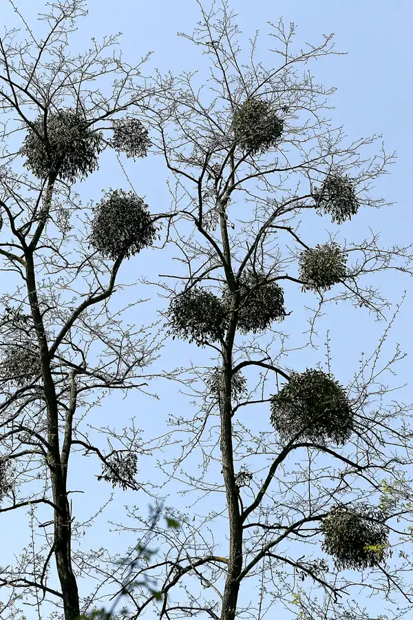 117 | 2008 | Elstal | Olympisches Dorf von 1936 | © carsten riede fotografie