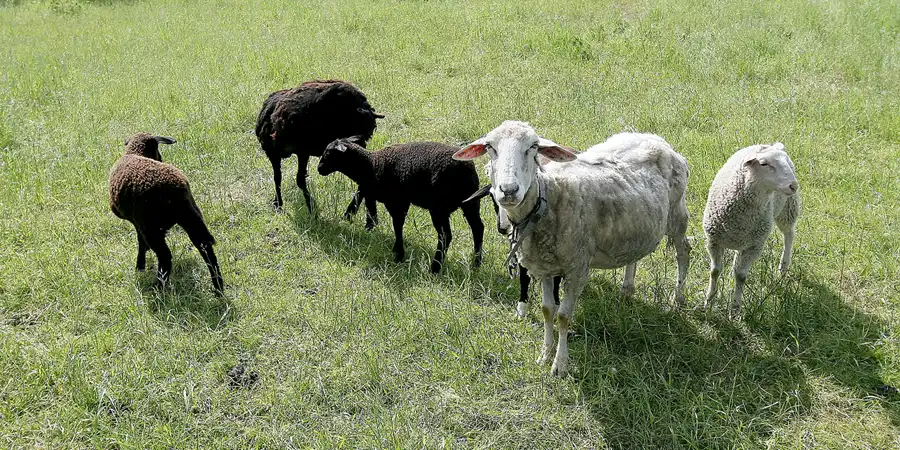 017 | 2008 | Görke | © carsten riede fotografie