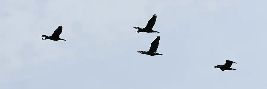 119 | 2008 | Peenestrom | © carsten riede fotografie