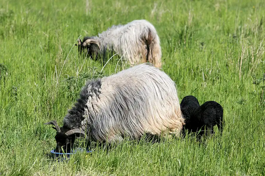 007 | 2008 | Greifswalder Oie | © carsten riede fotografie