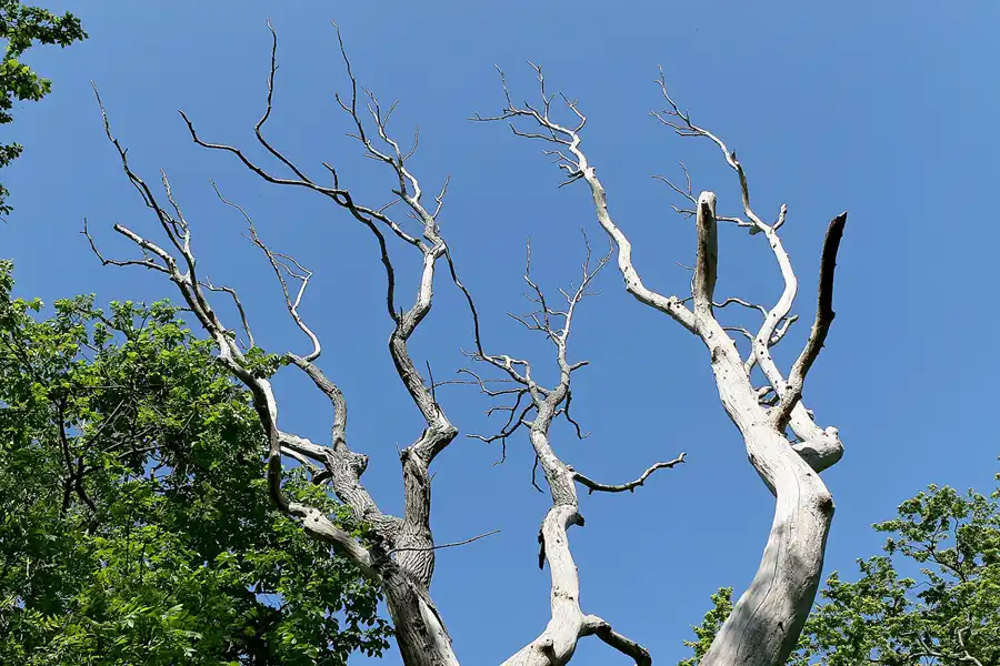 008 | 2008 | Greifswalder Oie | © carsten riede fotografie