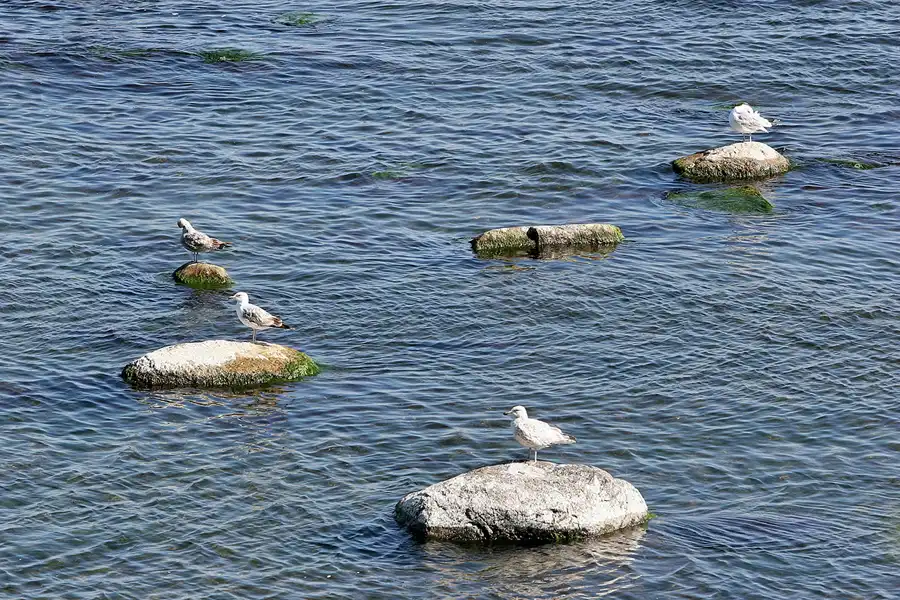009 | 2008 | Greifswalder Oie | © carsten riede fotografie