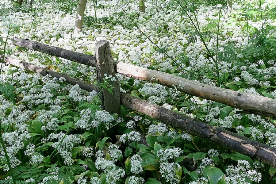 012 | 2008 | Greifswalder Oie | © carsten riede fotografie