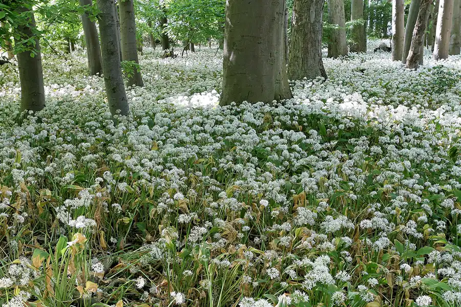 013 | 2008 | Greifswalder Oie | © carsten riede fotografie