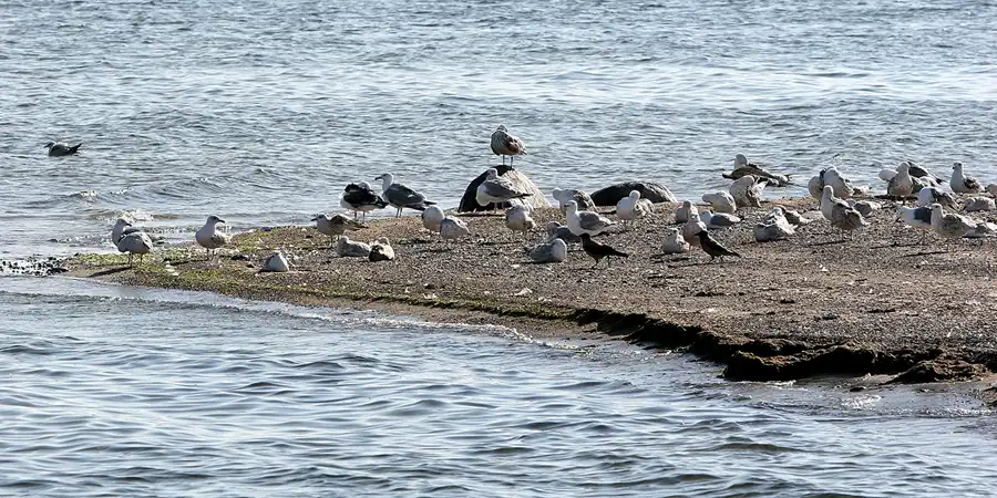 022 | 2008 | Greifswalder Oie | © carsten riede fotografie
