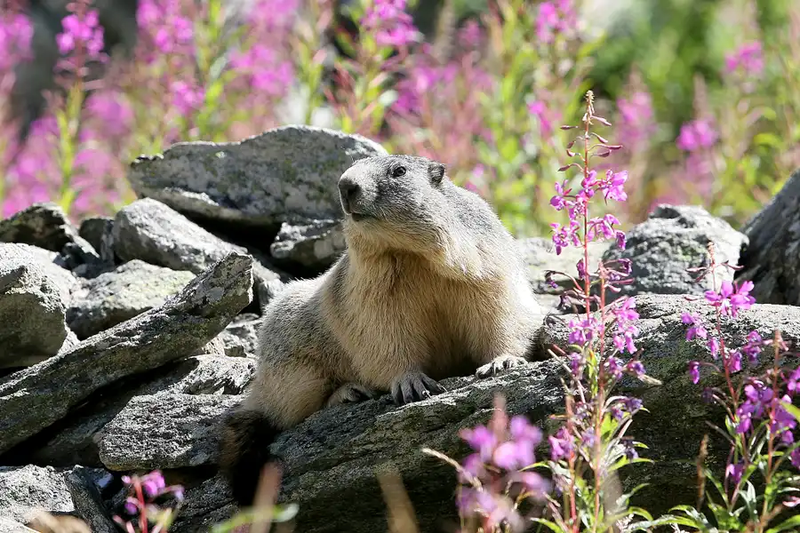 009 | 2008 | Täsch | Rund um die Täschalp | © carsten riede fotografie
