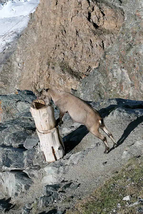 059 | 2008 | Zermatt – Gornergrat | Fahrt mit der Gornergratbahn | © carsten riede fotografie