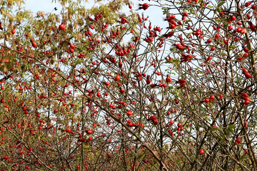 002 | 2008 | Berlin | Rund um den Malchower See | © carsten riede fotografie