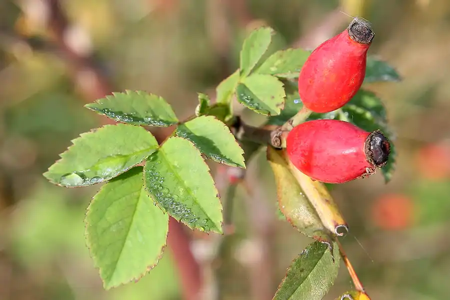 004 | 2008 | Berlin | Rund um den Malchower See | © carsten riede fotografie