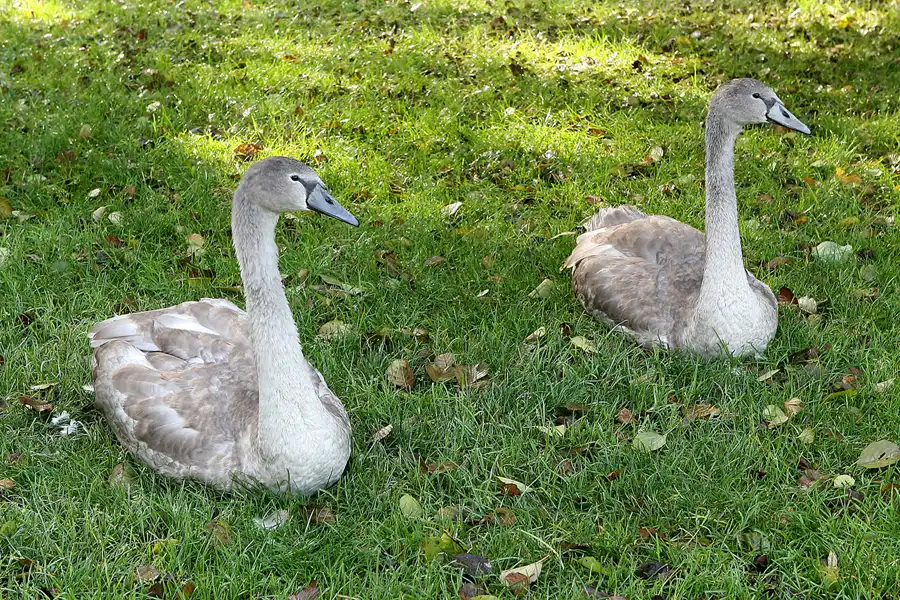 006 | 2008 | Berlin | Rund um den Malchower See | © carsten riede fotografie