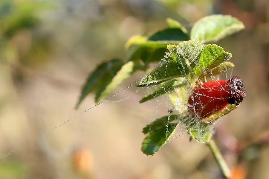 009 | 2008 | Berlin | Rund um den Malchower See | © carsten riede fotografie