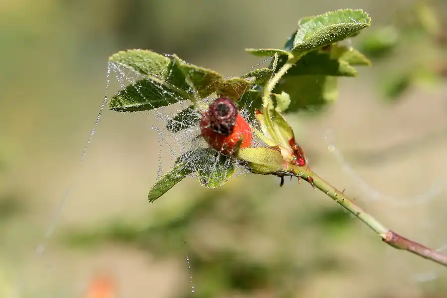 010 | 2008 | Berlin | Rund um den Malchower See | © carsten riede fotografie