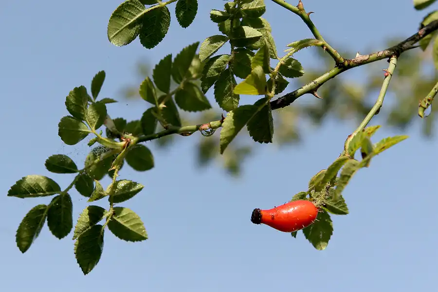 011 | 2008 | Berlin | Rund um den Malchower See | © carsten riede fotografie