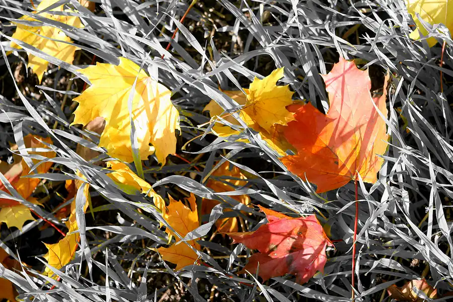 015 | 2008 | Berlin | Rund um den Malchower See | © carsten riede fotografie