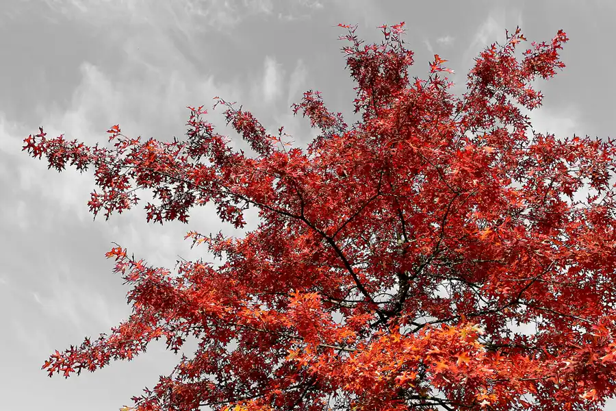 019 | 2008 | Berlin | Rund um den Malchower See | © carsten riede fotografie