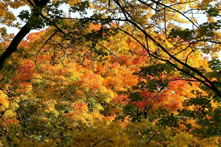 022 | 2008 | Berlin | Obersee-Orankesee-Park | © carsten riede fotografie