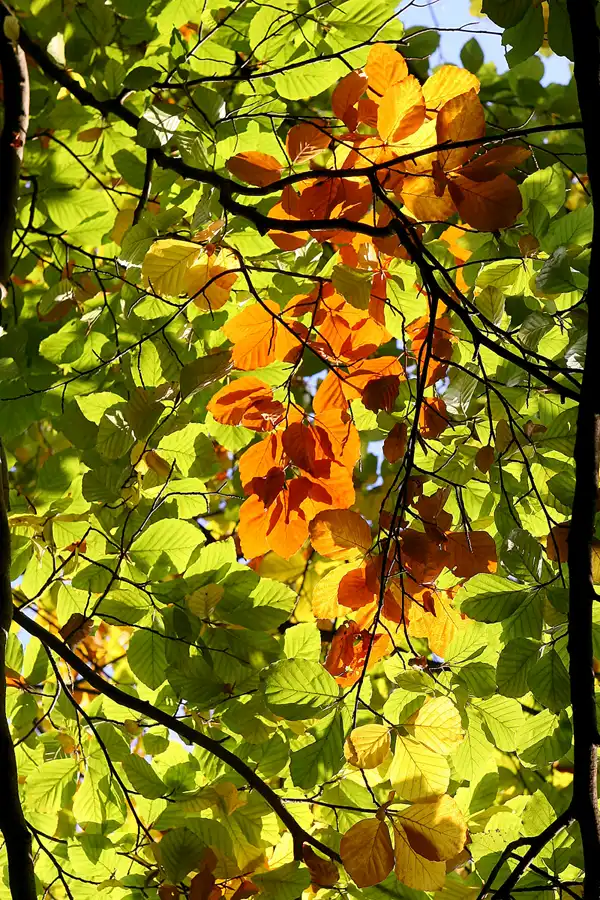 024 | 2008 | Berlin | Obersee-Orankesee-Park | © carsten riede fotografie