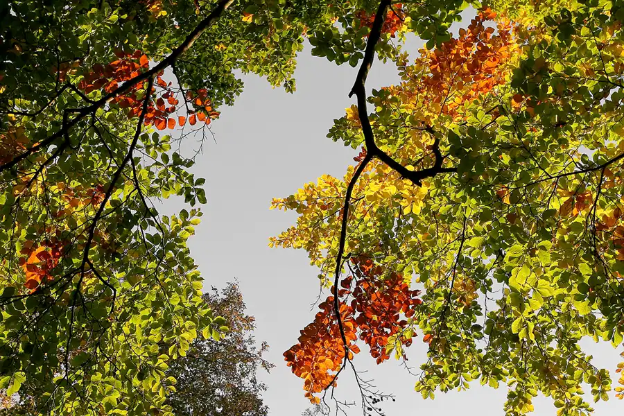025 | 2008 | Berlin | Obersee-Orankesee-Park | © carsten riede fotografie