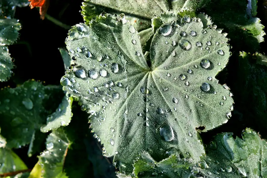 042 | 2008 | Berlin | Obersee-Orankesee-Park | © carsten riede fotografie