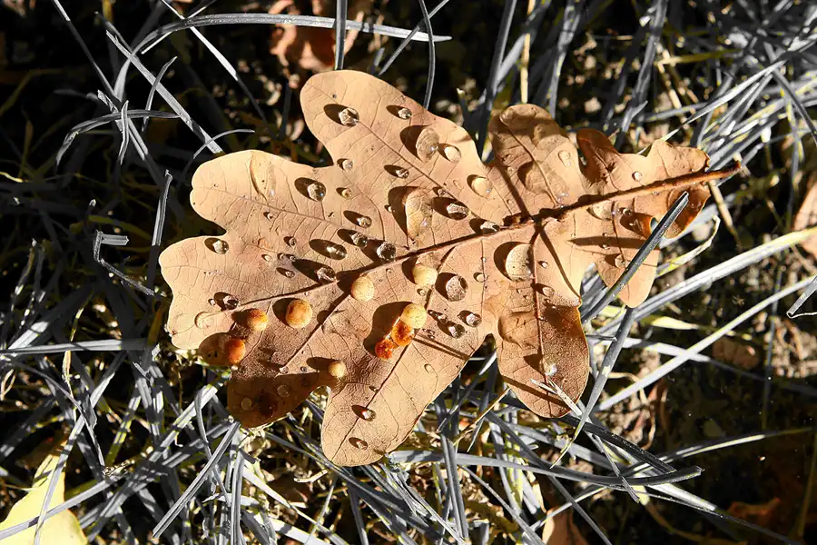 043 | 2008 | Berlin | Obersee-Orankesee-Park | © carsten riede fotografie