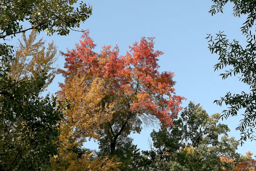 044 | 2008 | Berlin | Obersee-Orankesee-Park | © carsten riede fotografie