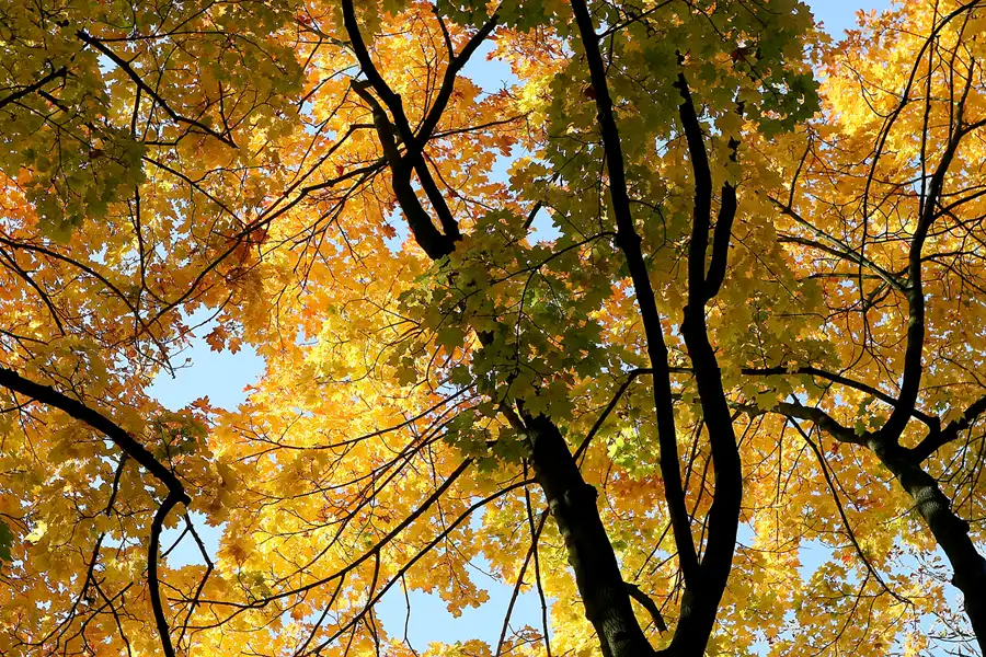 047 | 2008 | Berlin | Obersee-Orankesee-Park | © carsten riede fotografie