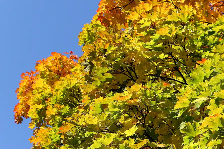 049 | 2008 | Berlin | Obersee-Orankesee-Park | © carsten riede fotografie