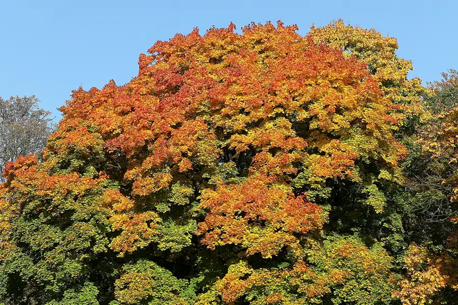 051 | 2008 | Berlin | Obersee-Orankesee-Park | © carsten riede fotografie