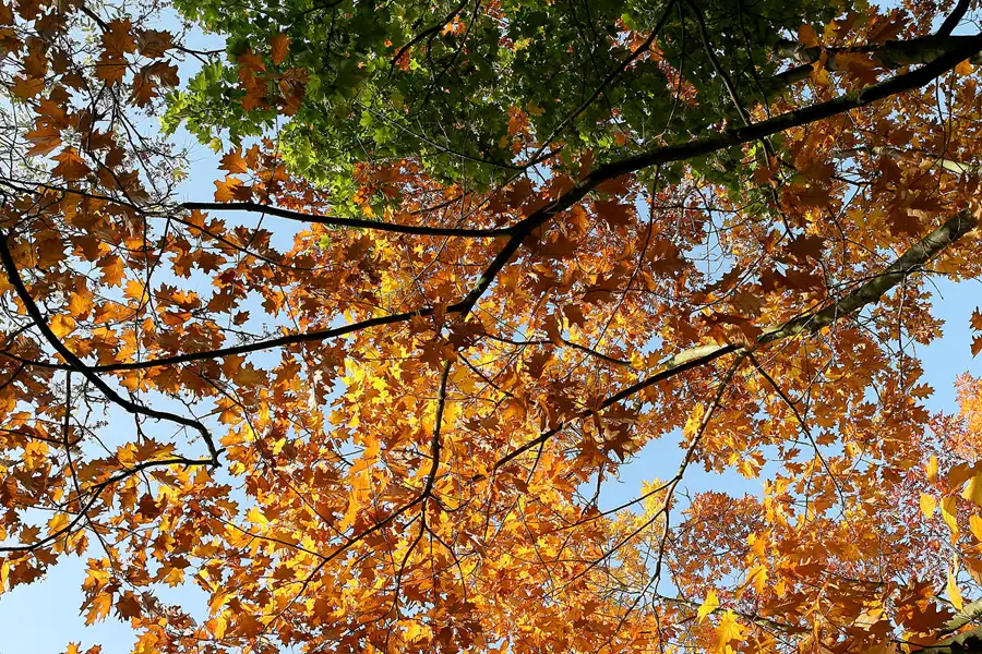 053 | 2008 | Berlin | Obersee-Orankesee-Park | © carsten riede fotografie