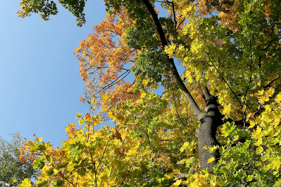 060 | 2008 | Berlin | Obersee-Orankesee-Park | © carsten riede fotografie