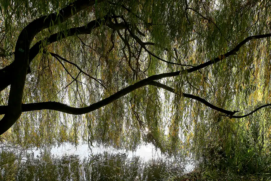 071 | 2008 | Berlin | Obersee-Orankesee-Park | © carsten riede fotografie